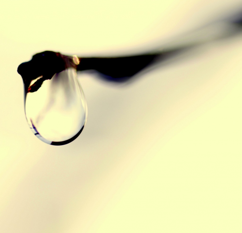 Retour ....-goutte-branche-feyssine.jpg