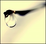 Retour ....-goutte-branche-feyssine.jpg