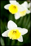 Retour ....-fleur-24.jpg
