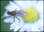 Retour ....-mouche.jpg