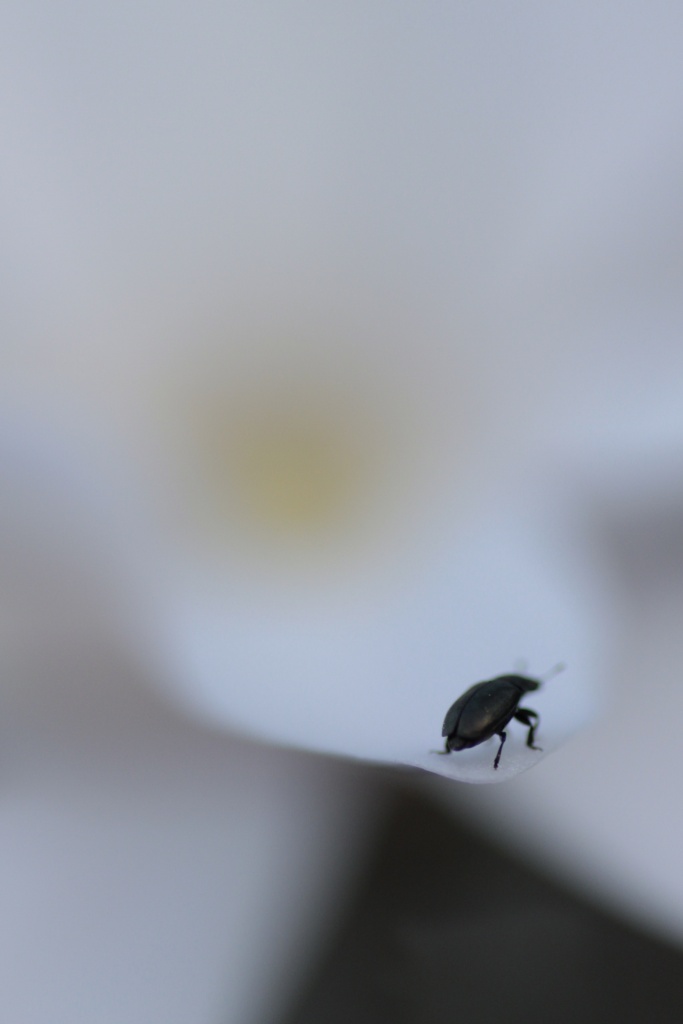 Retour ....-insecte-3.jpg