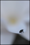 Retour ....-insecte-3.jpg