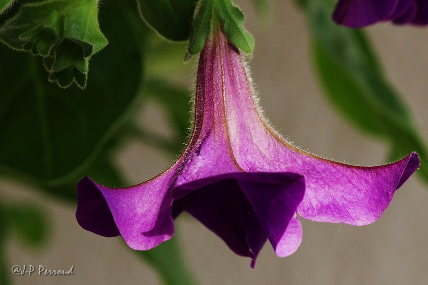 70-300 Sigma APO-fleurs-0093.jpg