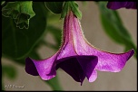 70-300 Sigma APO-fleurs-0093.jpg