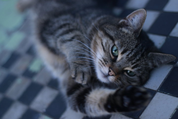 Diffuseur-kitty.jpg