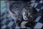 Diffuseur-kitty.jpg