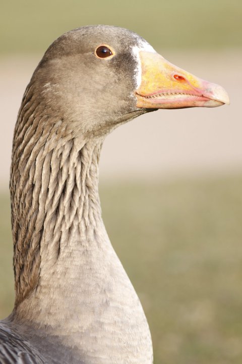 Diffuseur-oises.jpg