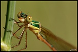 IMG 3996 900