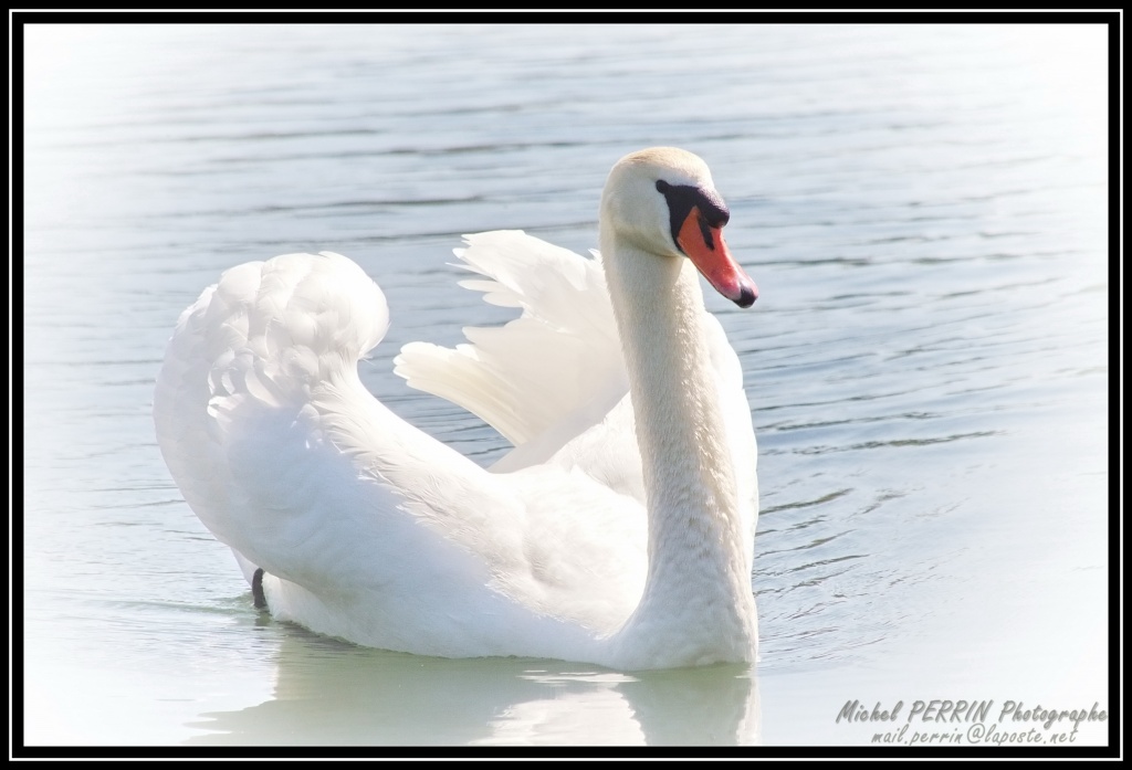 canard