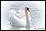 canard