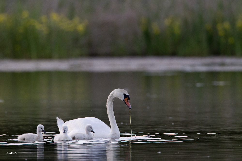 -12052011-cv6q1610.jpg
