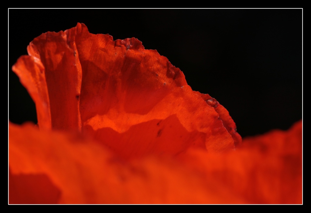 -macro22.jpg