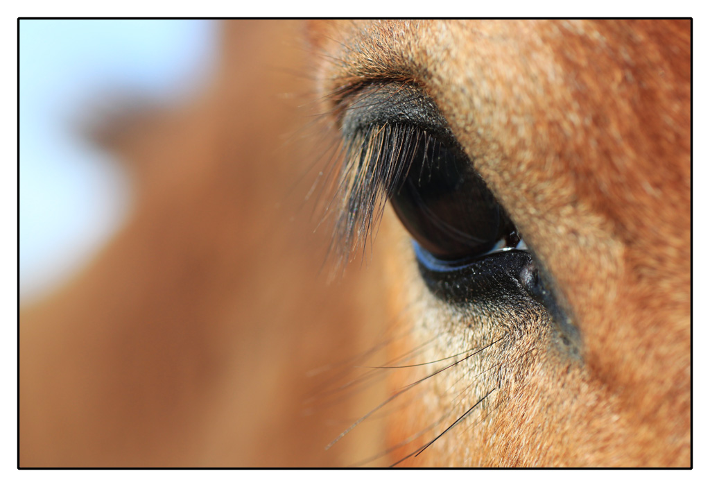 Retour ....-oeil-cheval.jpg