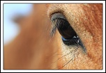 Retour ....-oeil-cheval.jpg