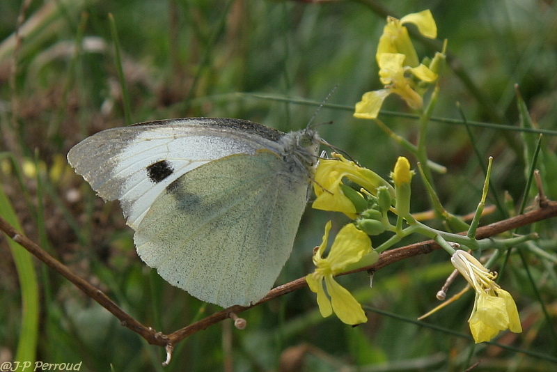 papillons 0037