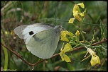 papillons 0037