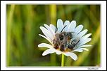 Dortoir-Marguerite 2
