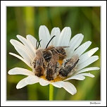 Dortoir-Marguerite 3