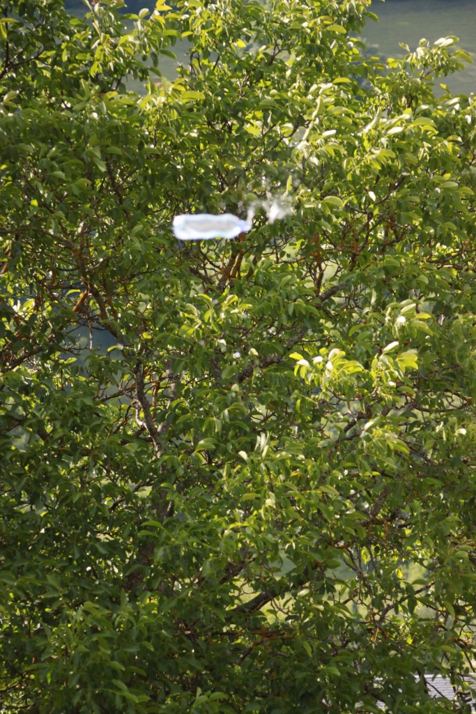Nouveau sur le site mais ancien photographe &#33;-img_4173.jpg