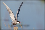 -23052011-cv6q2006.jpg