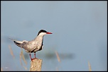 -23052011-cv6q2048.jpg