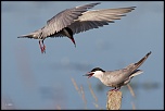 -23052011-cv6q2003.jpg