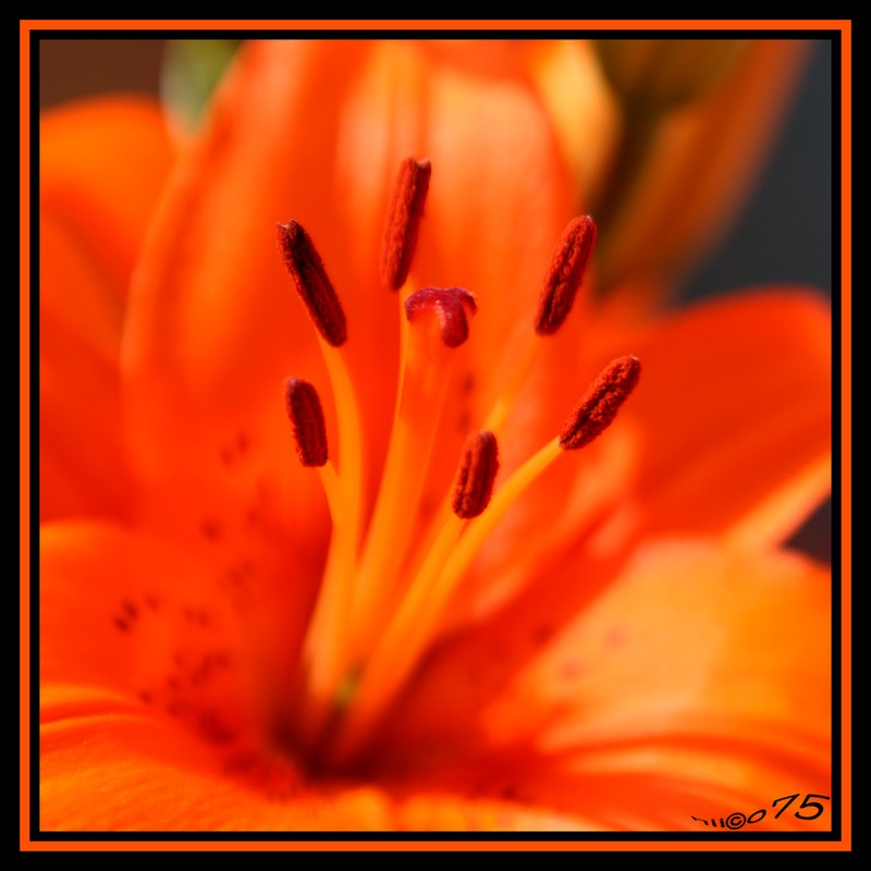 comment signer ses photos...-pistil-2.jpg