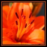 comment signer ses photos...-pistil-2.jpg