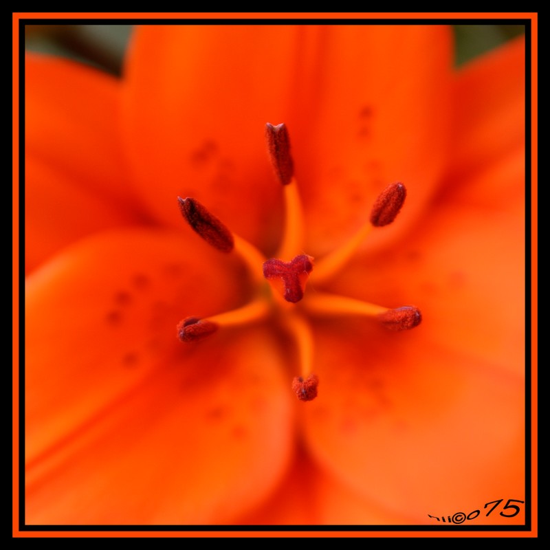 comment signer ses photos...-pistil.jpg