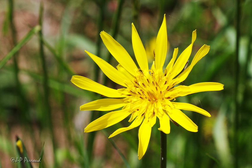 70-300 Sigma APO-fleurs-0095.jpg