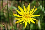 70-300 Sigma APO-fleurs-0095.jpg