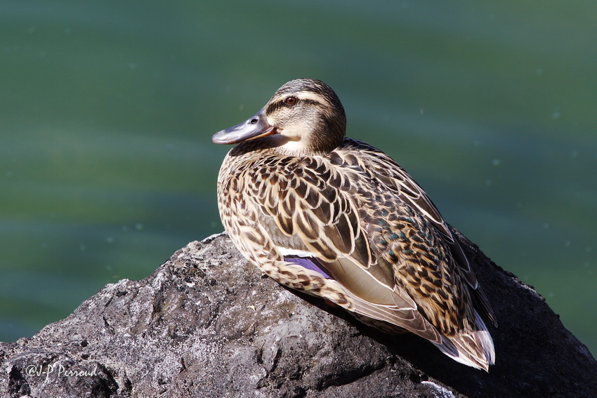 Choix de sacs-canards-0011.jpg