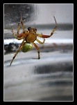 Retour ....-araignee-02.jpg