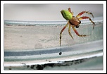 Retour ....-araignee-01.jpg