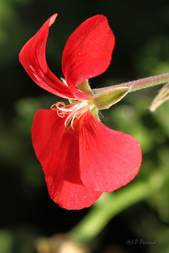 70-300 Sigma APO-fleurs-0096.jpg