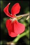 70-300 Sigma APO-fleurs-0096.jpg