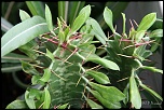 70-300 Sigma APO-grasses-0027.jpg