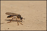 Macro insectes du jardin