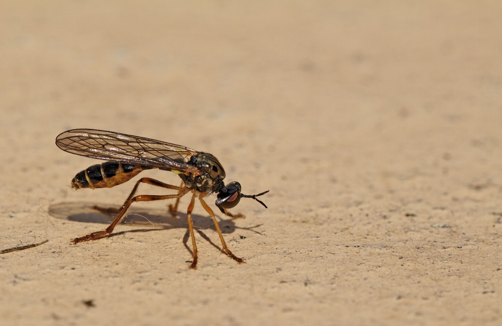 Gallerie-macro-insecte-inco-a1-200511.jpg
