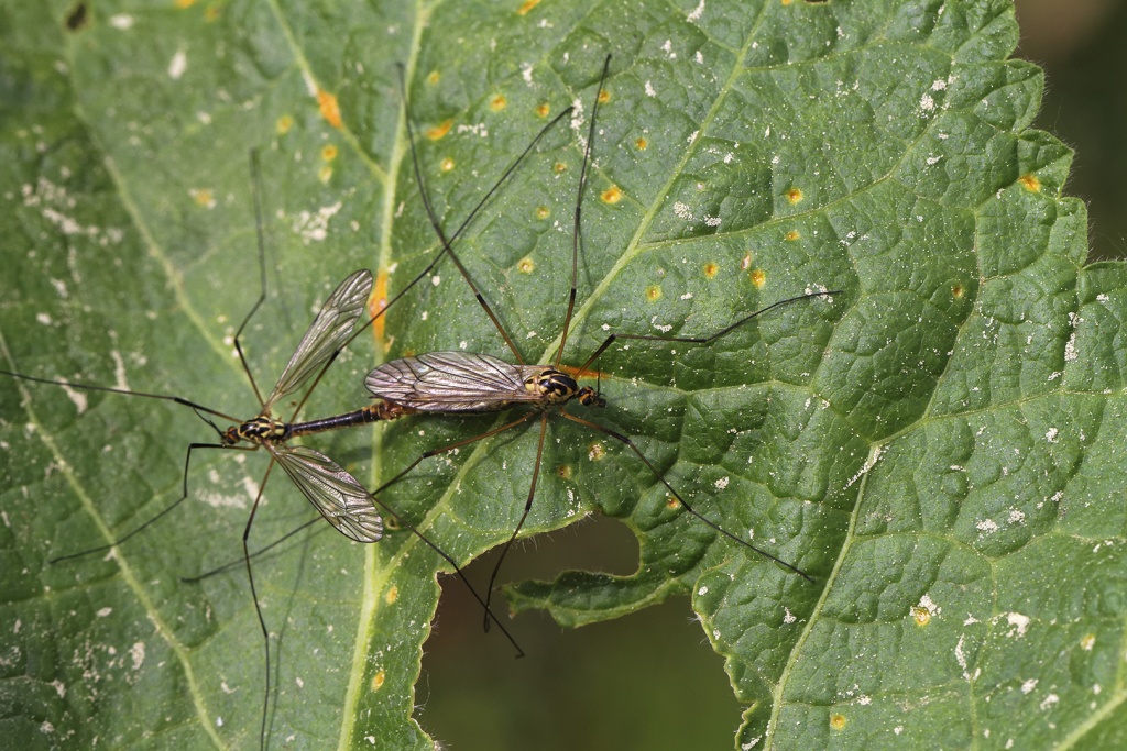 Gallerie-macro-insecte-nephrotome-de-pierre-a3-290411.jpg