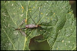 Gallerie-macro-insecte-nephrotome-de-pierre-a3-290411.jpg