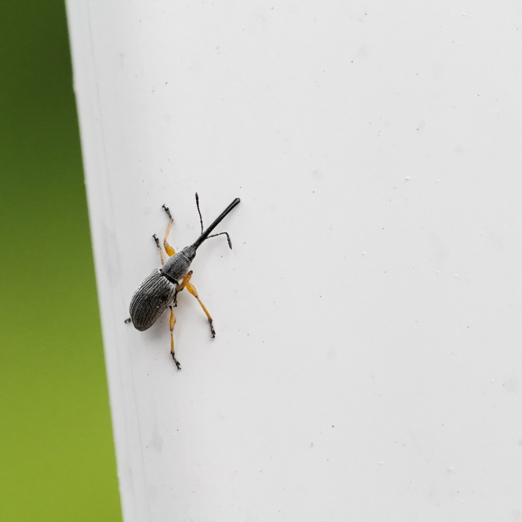 Gallerie-macro-insecte-rhopalapion-longirostre-e1-110511.jpg