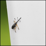 Gallerie-macro-insecte-rhopalapion-longirostre-e1-110511.jpg