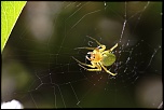 Gallerie-macro-insecte-araignee-h3-130511.jpg