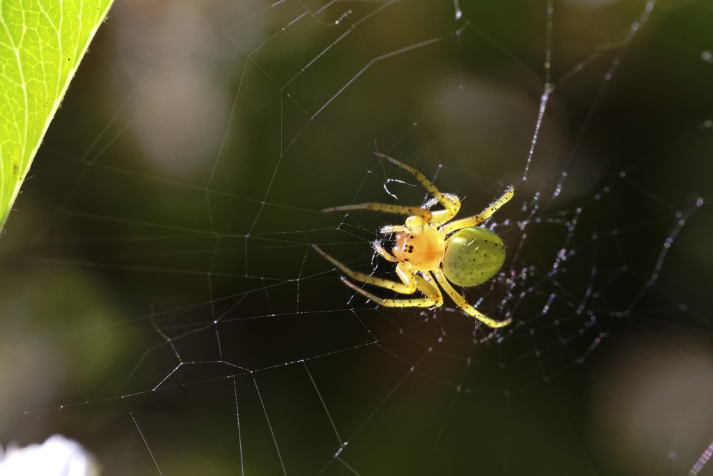 Gallerie-macro-insecte-araignee-h3-130511.jpg