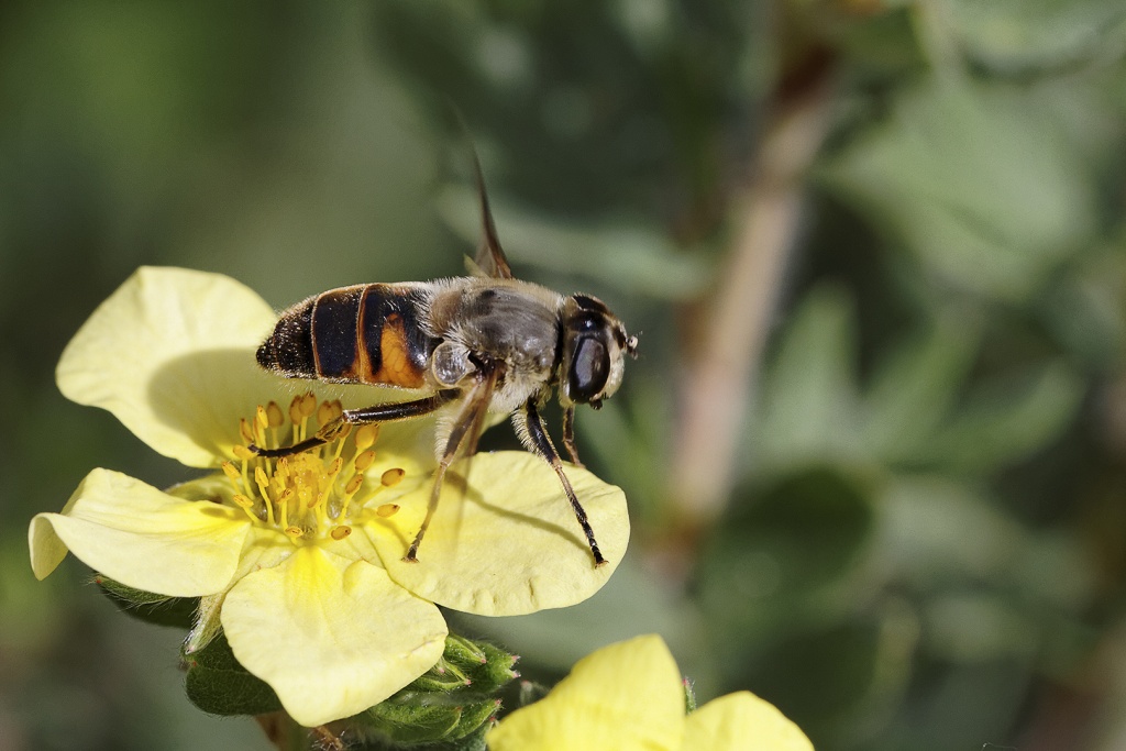 Gallerie-macro-insecte-abeille-a2-230511.jpg