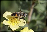 Gallerie-macro-insecte-abeille-a2-230511.jpg