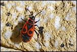 Gallerie-macro-insecte-gendarme-190511.jpg