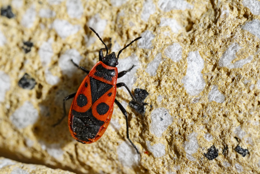 Gallerie-macro-insecte-gendarme-190511.jpg