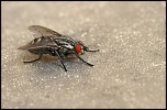 Gallerie-macro-insecte-mouche-damier-a4-290411.jpg
